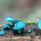 Grünspanbecherling (Chlorociboria aeruginascens)