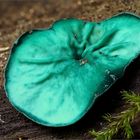 Grünspanbecherling (Chlorociboria aeruginascens)