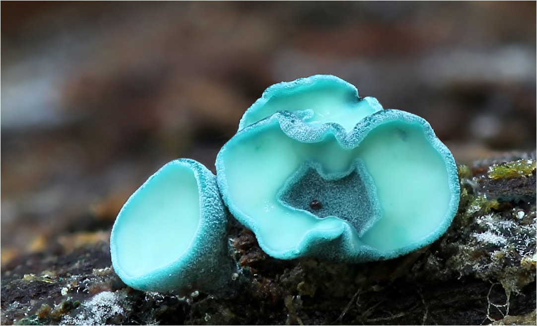 Grünspanbecherling (Chlorociboria aeruginascens)