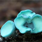 Grünspanbecherling (Chlorociboria aeruginascens)