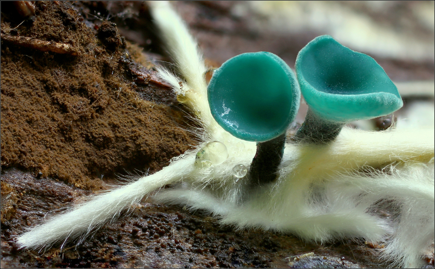 Grünspanbecherling (Chlorociboria aeruginascens)