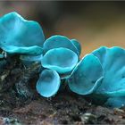 Grünspanbecherling (Chlorociboria aeruginascens)