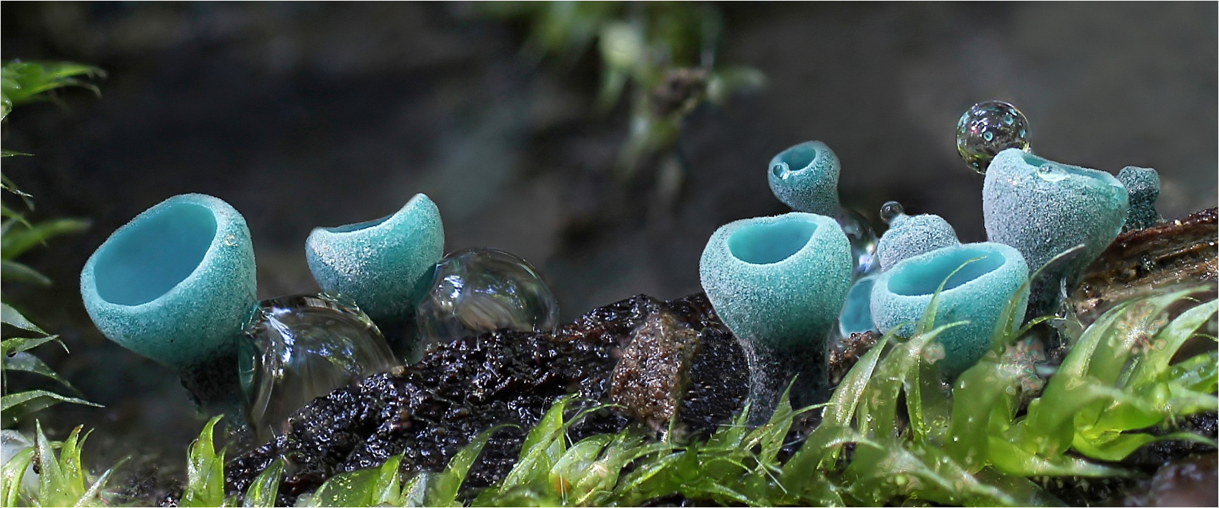 Grünspanbecherling (Chlorociboria aeruginascens)