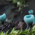 Grünspanbecherling (Chlorociboria aeruginascens)