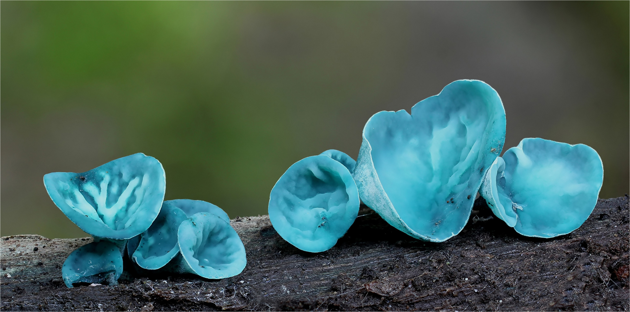 Grünspanbecherlinge (Chlorociboria aeruginascens)