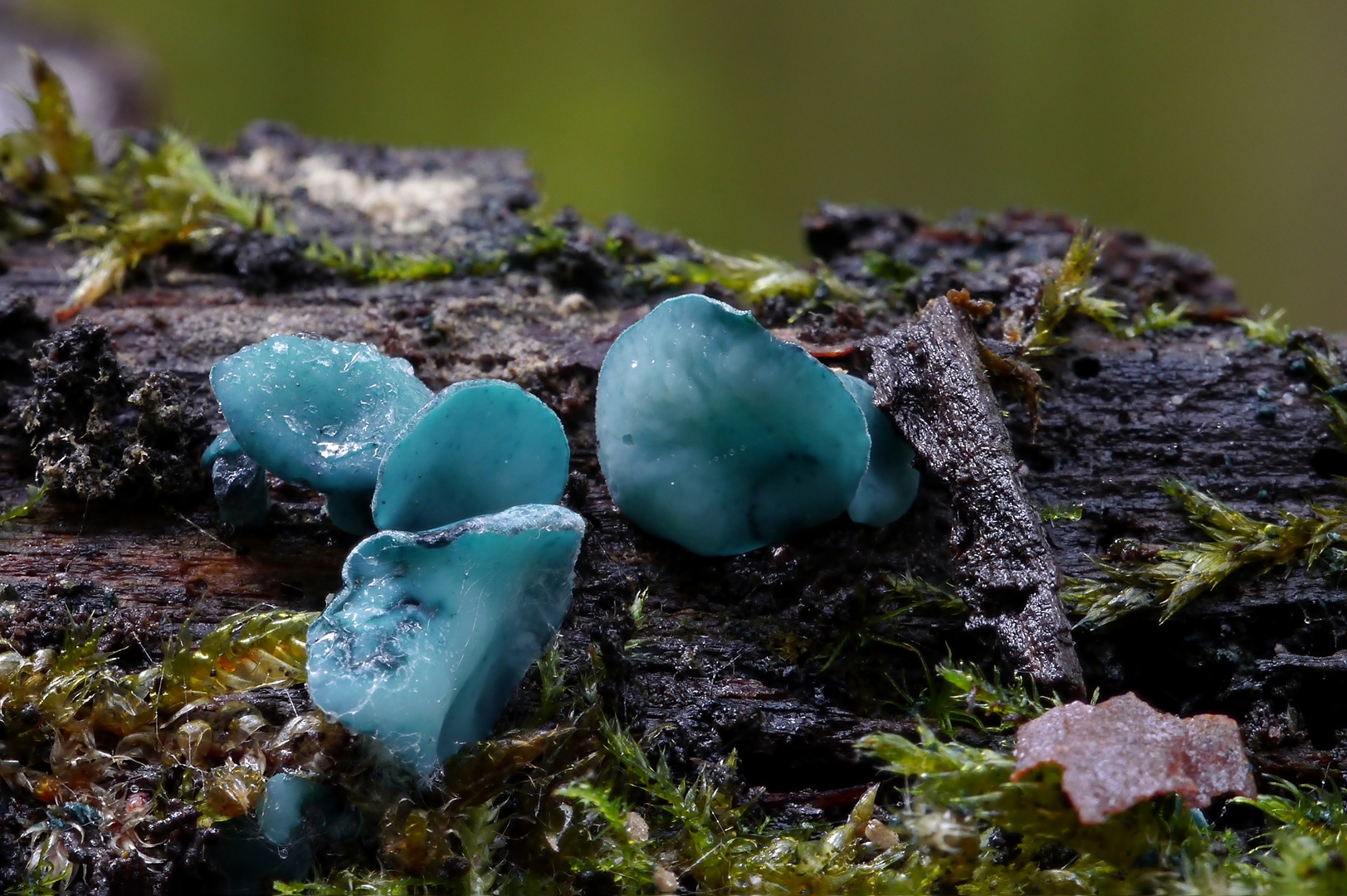 Grünspanbecherlinge (Chlorociboria aeruginascens) 