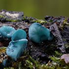 Grünspanbecherlinge (Chlorociboria aeruginascens) 