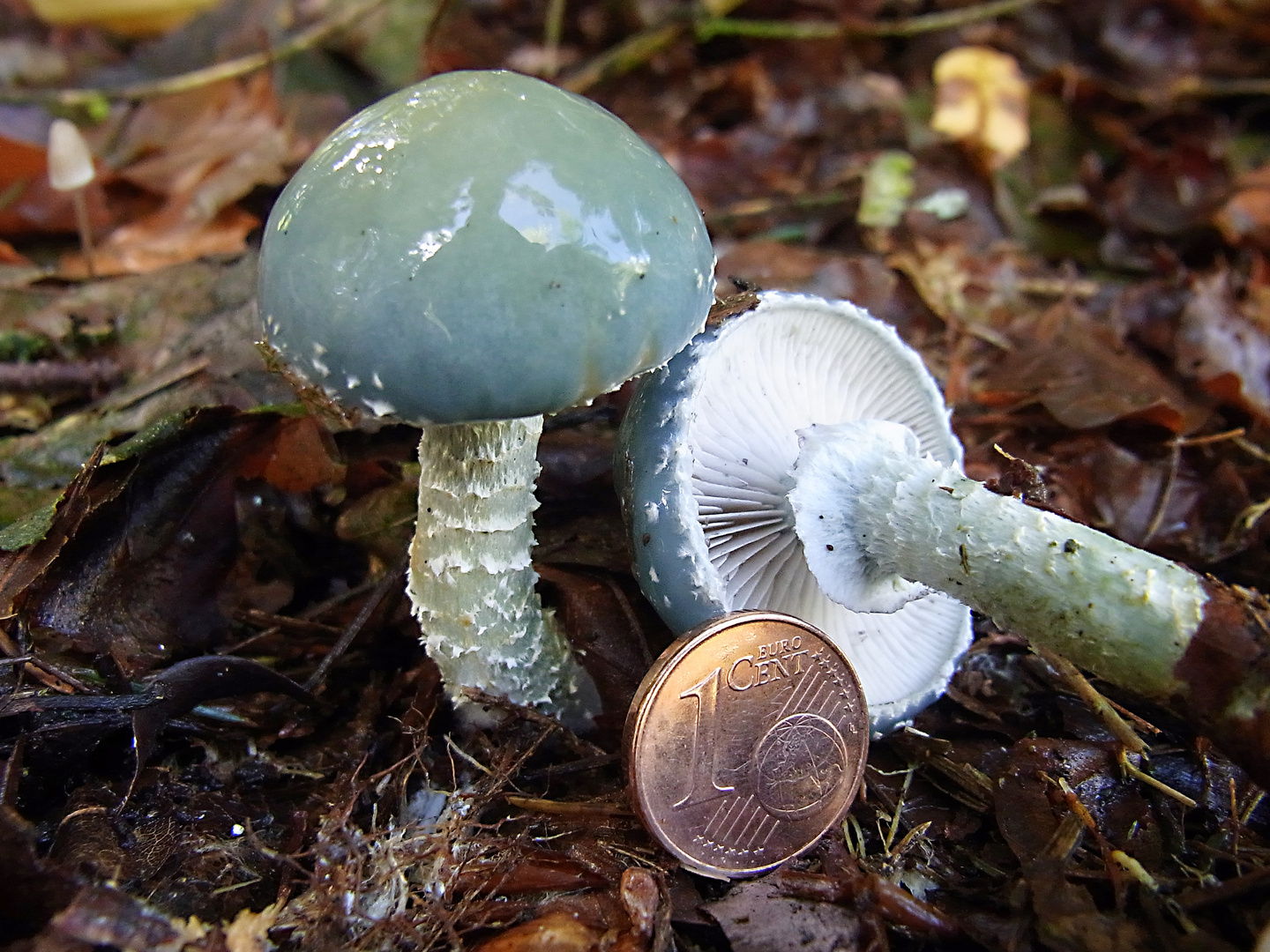 Grünspanträuschling (Stropharia aeruginoaa)