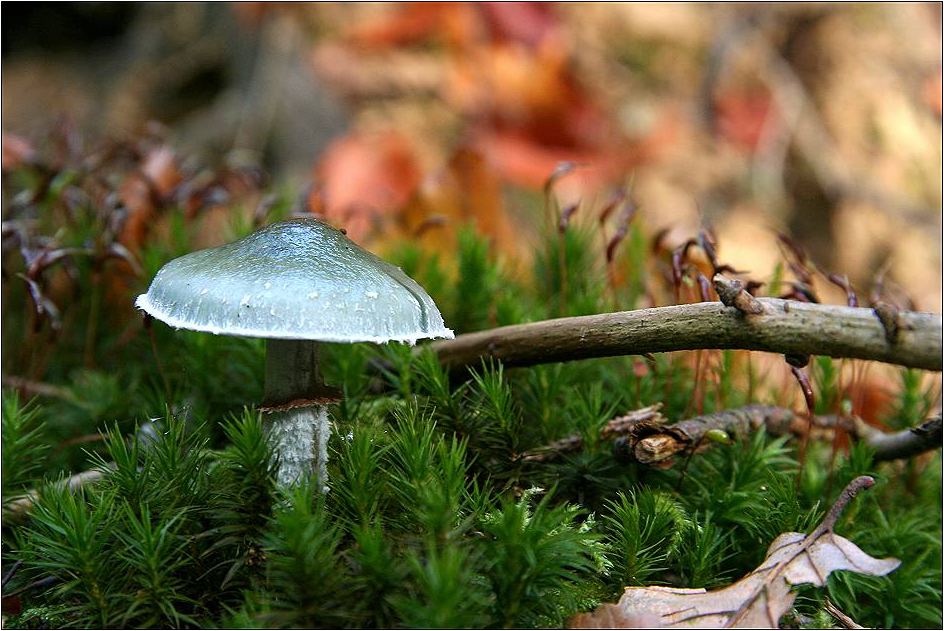 Grünspanträuschling, Stropharia aeruginosa