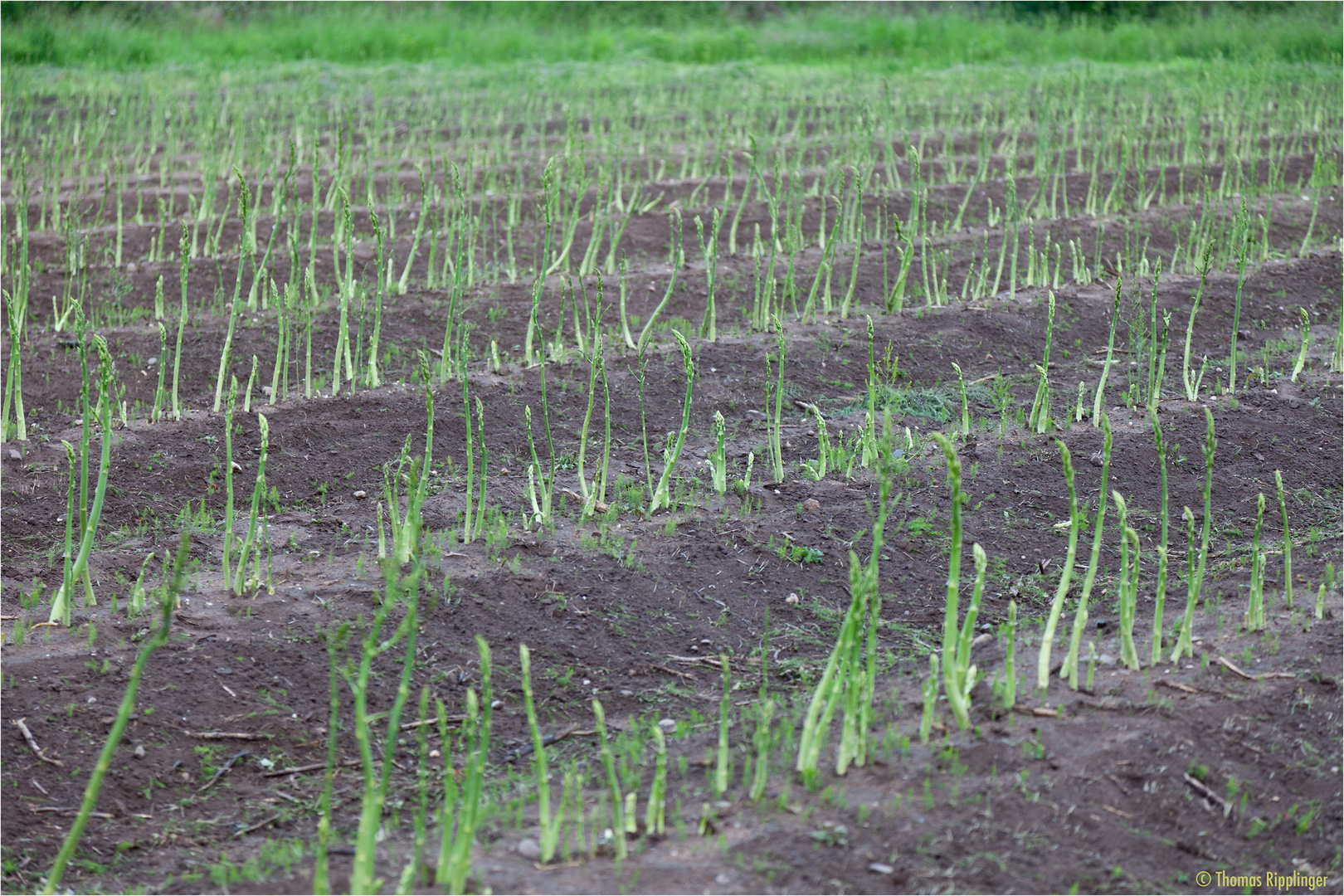 Grünspargel nach der Ernte.....