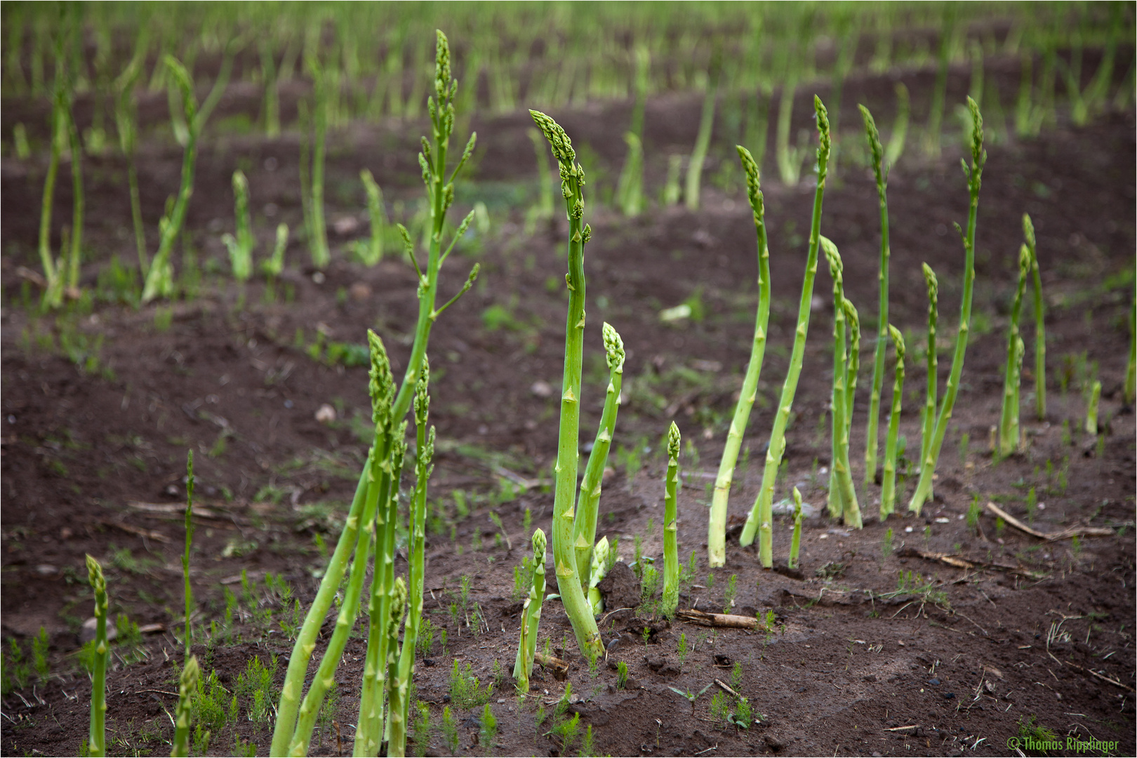 Grünspargel nach der Ernte.......