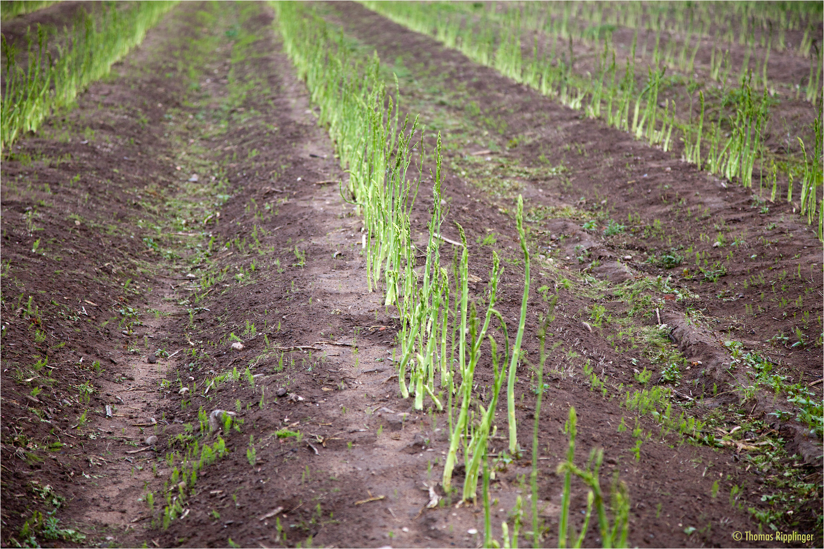 Grünspargel nach der Ernte....