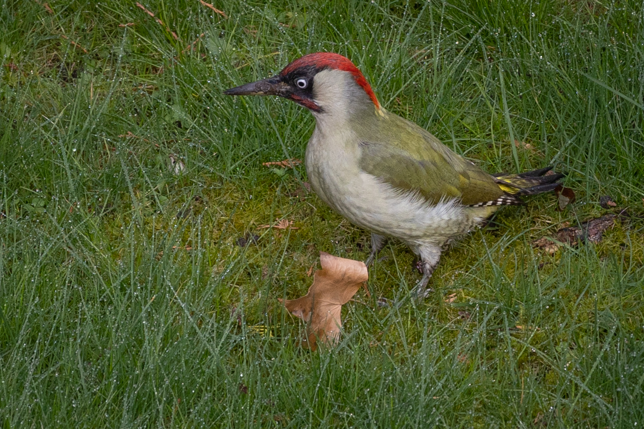 Grünspecht 