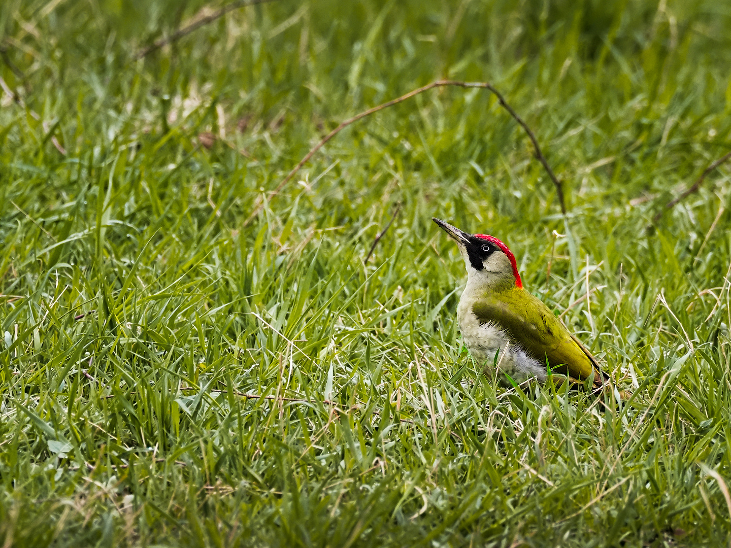 Grünspecht