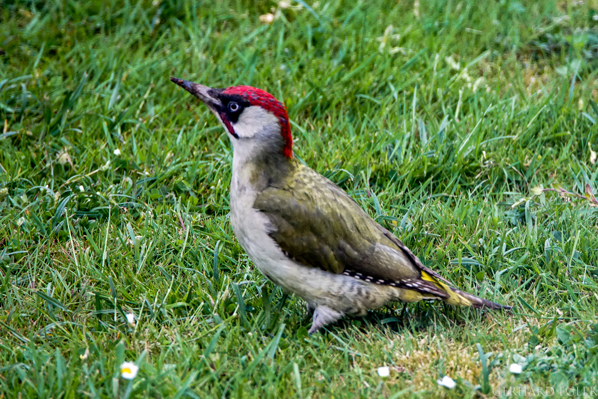 Grünspecht 