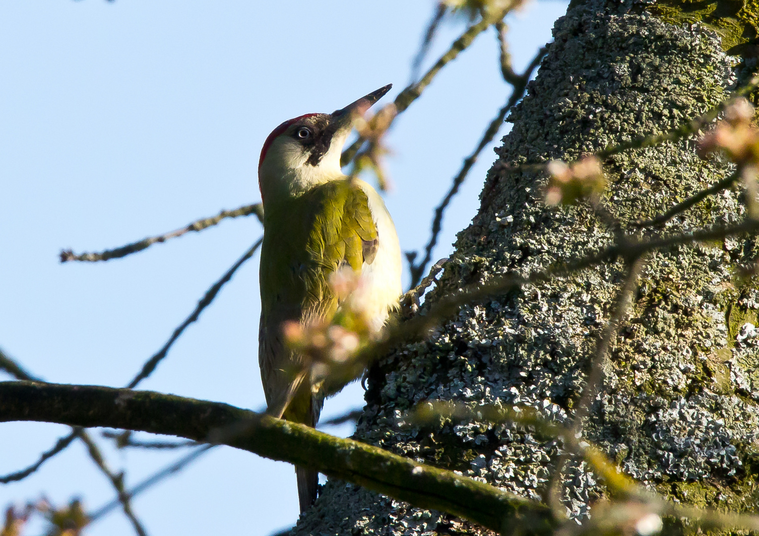 Grünspecht