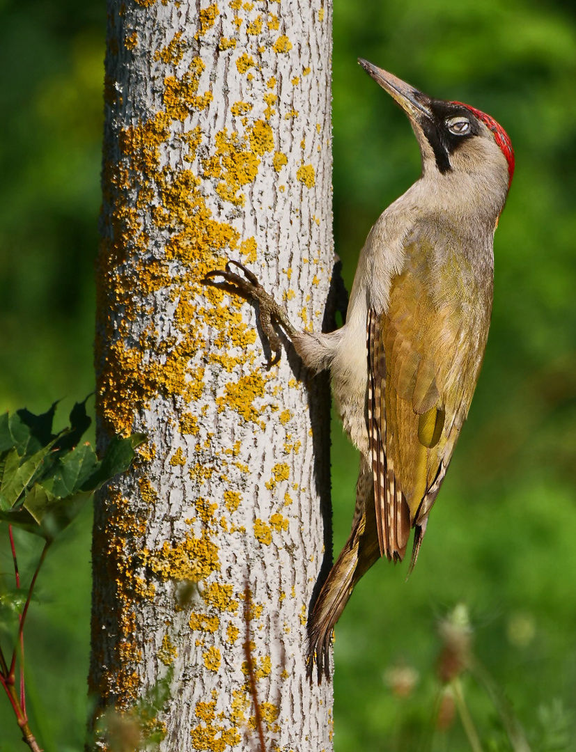 GRÜNSPECHT, adult