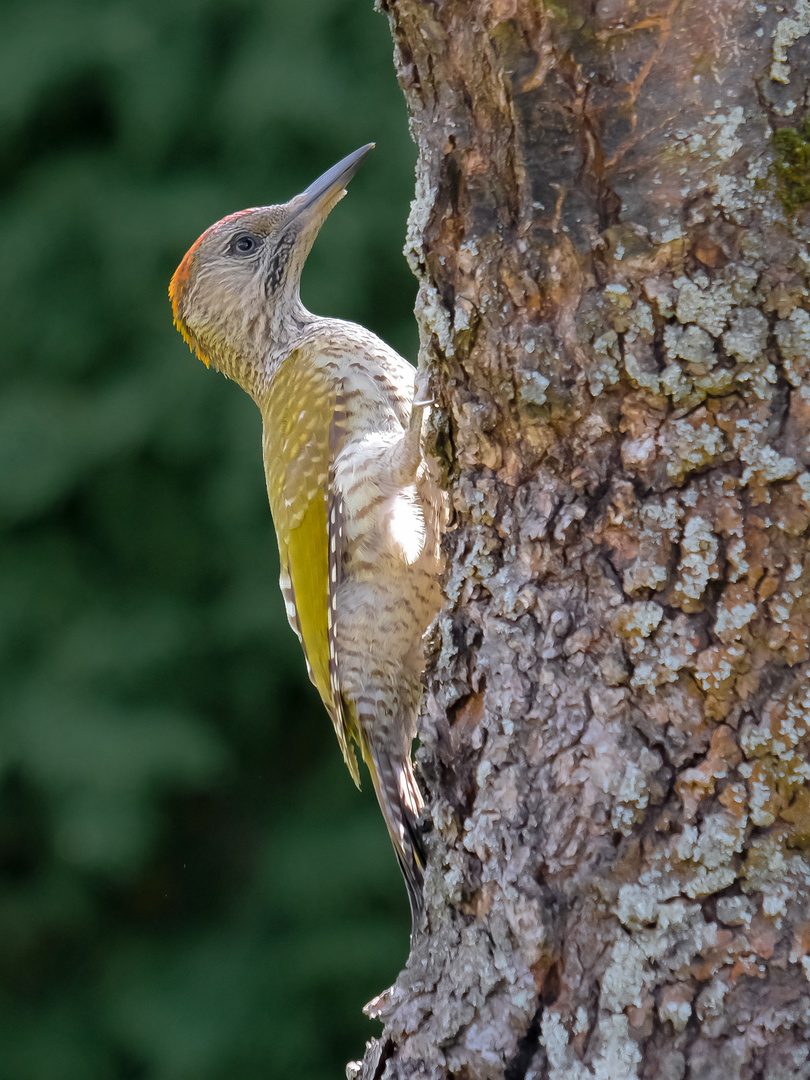 Grünspecht am Baum