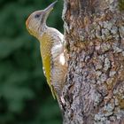 Grünspecht am Baum