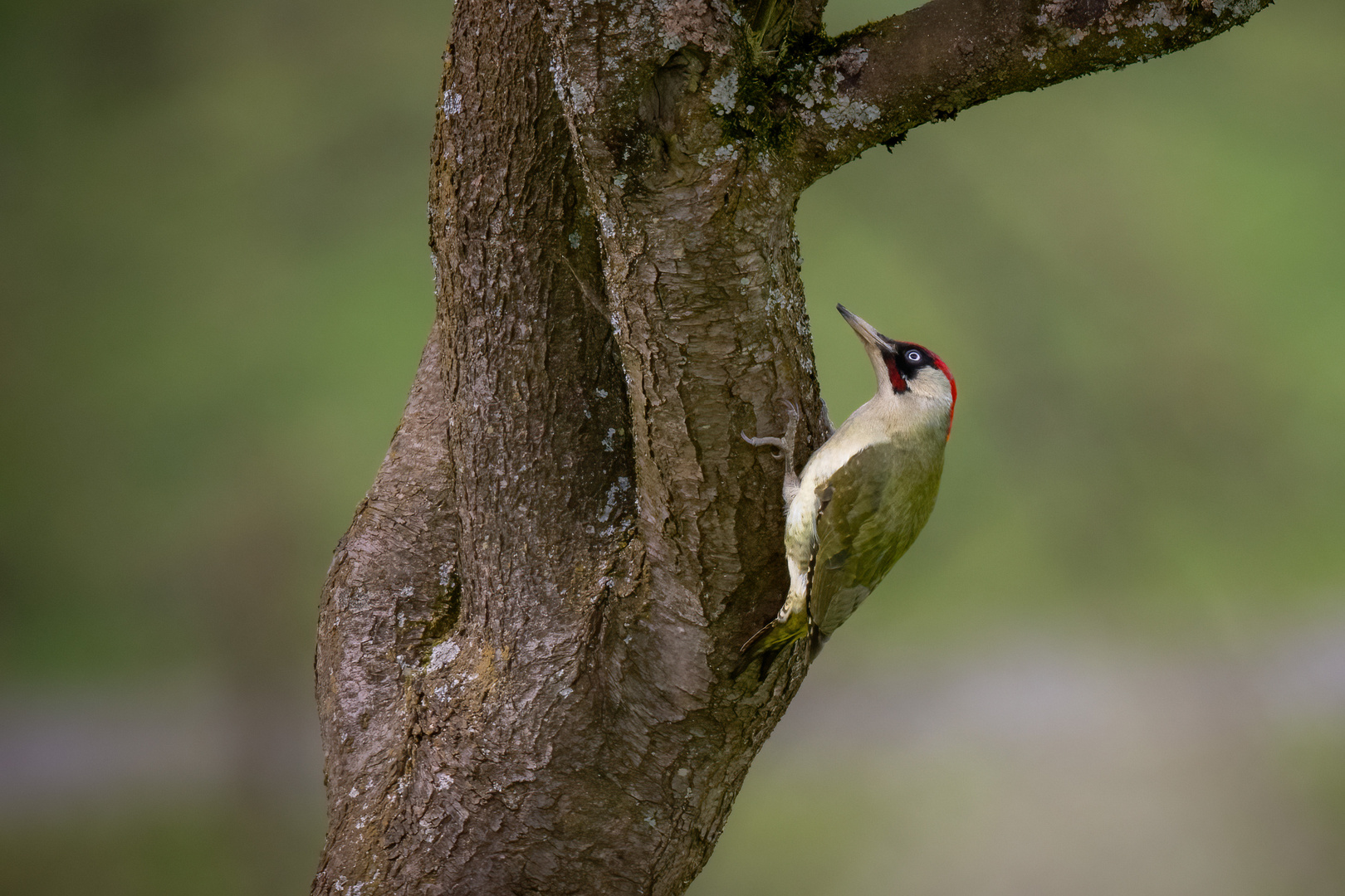 Grünspecht am Pflaumenbaum