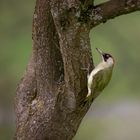 Grünspecht am Pflaumenbaum