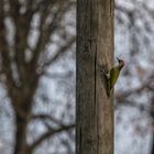 Grünspecht am Strommast