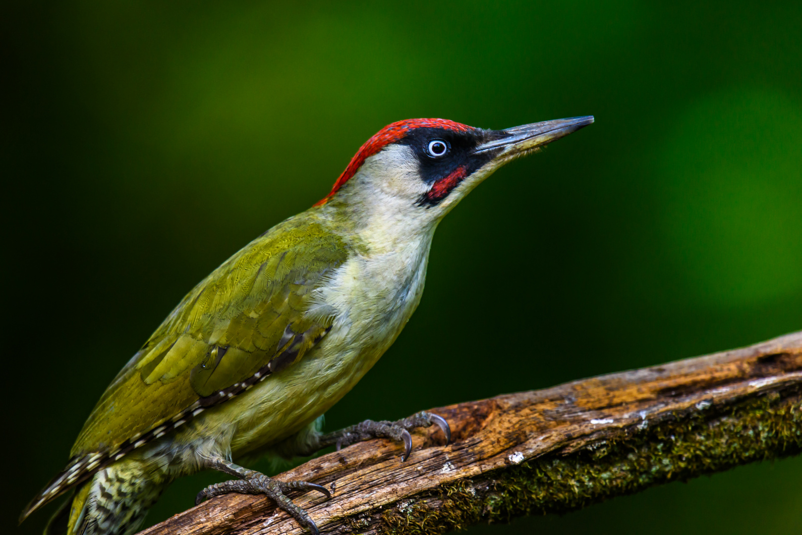 Grünspecht an Vogeltränke