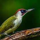 Grünspecht an Vogeltränke