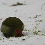 Grünspecht auf Ameisenjagd