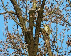 Grünspecht auf dem Baum vom Nachbar