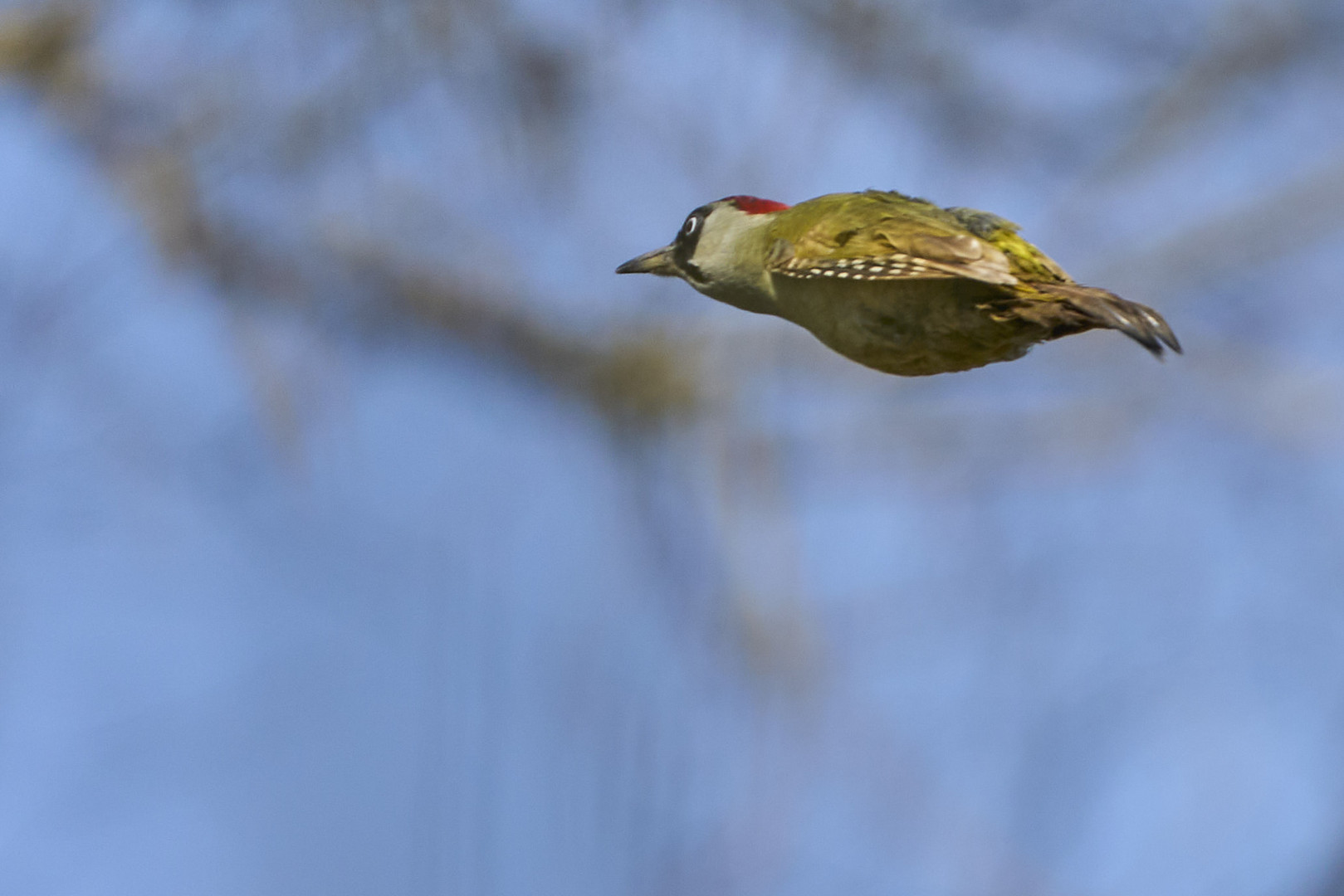 Grünspecht auf der Flucht