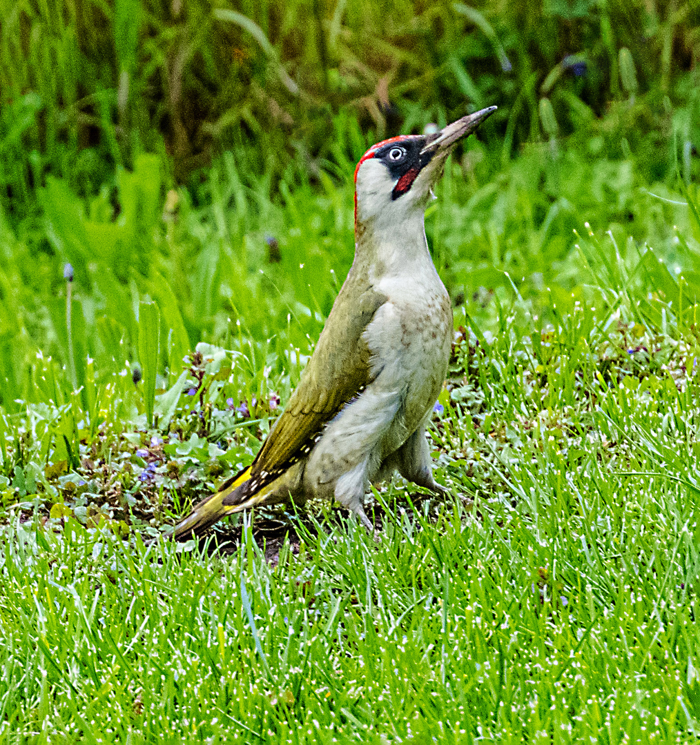 Grünspecht auf der grünen Wiese