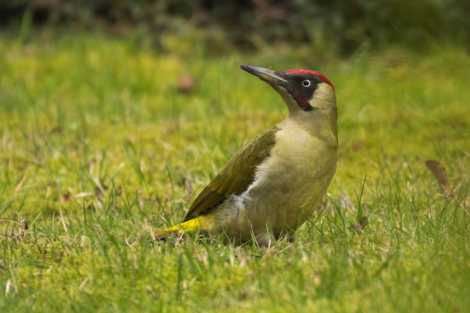 Grünspecht auf der Wiese