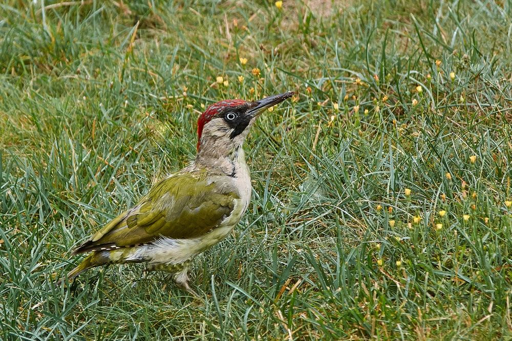 Grünspecht auf einer Wiese