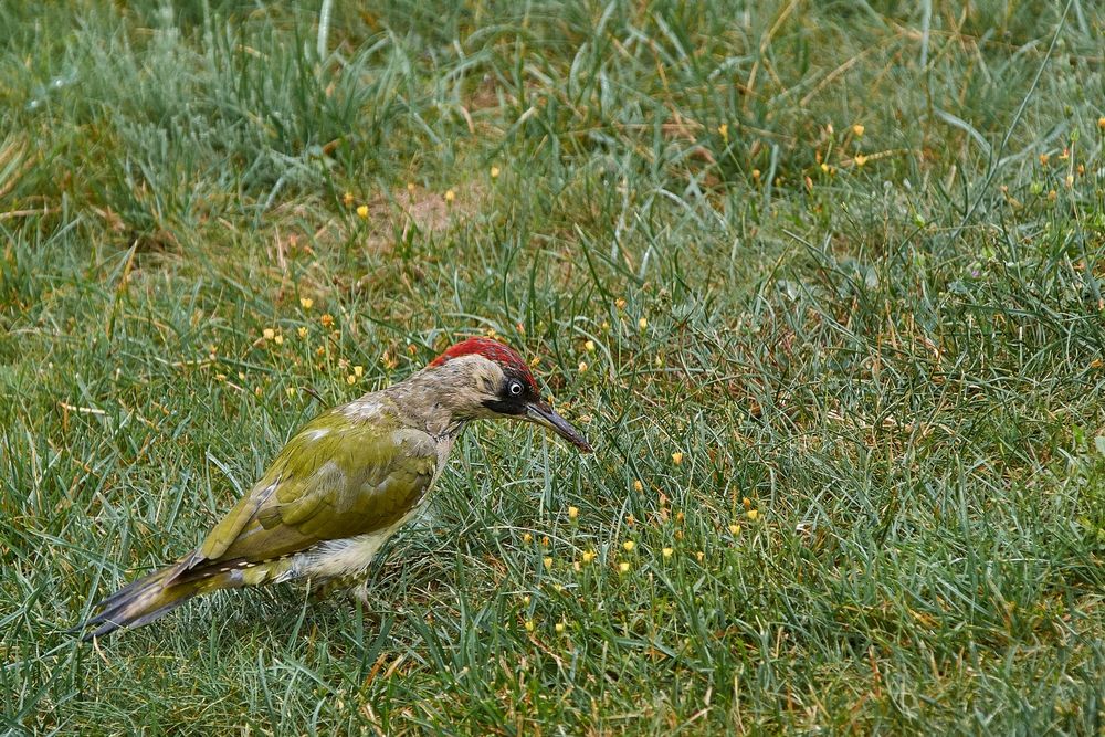 Grünspecht auf einer Wiese