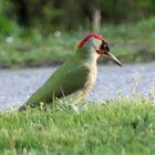 Grünspecht auf Futtersuche