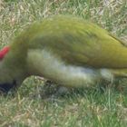 Grünspecht auf Futtersuche im Rasen