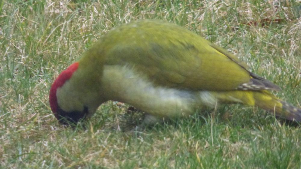 Grünspecht auf Futtersuche im Rasen