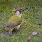 grünspecht auf futtersuche in unserem garten