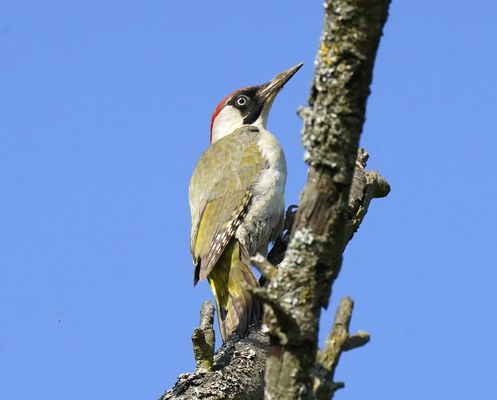 Grünspecht auf seiner Warte