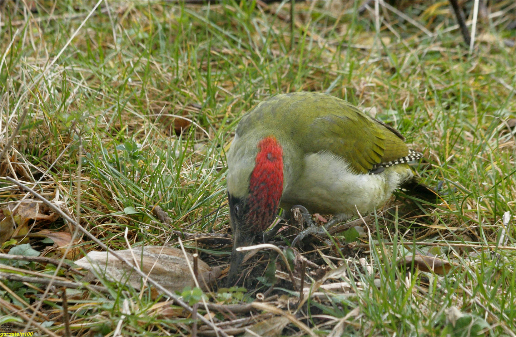 Grünspecht auf Wiese