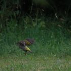 Grünspecht Bande auf der Streuobstwiese I von III