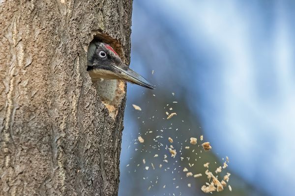 Grünspecht bei der Arbeit