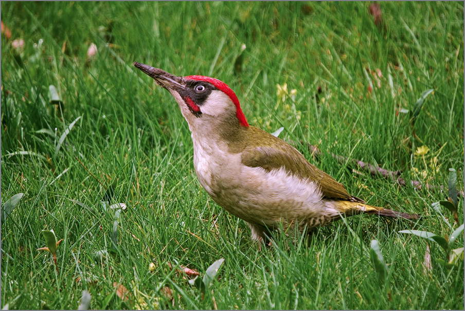 Grünspecht bei der Arbeit (Picus viridis)