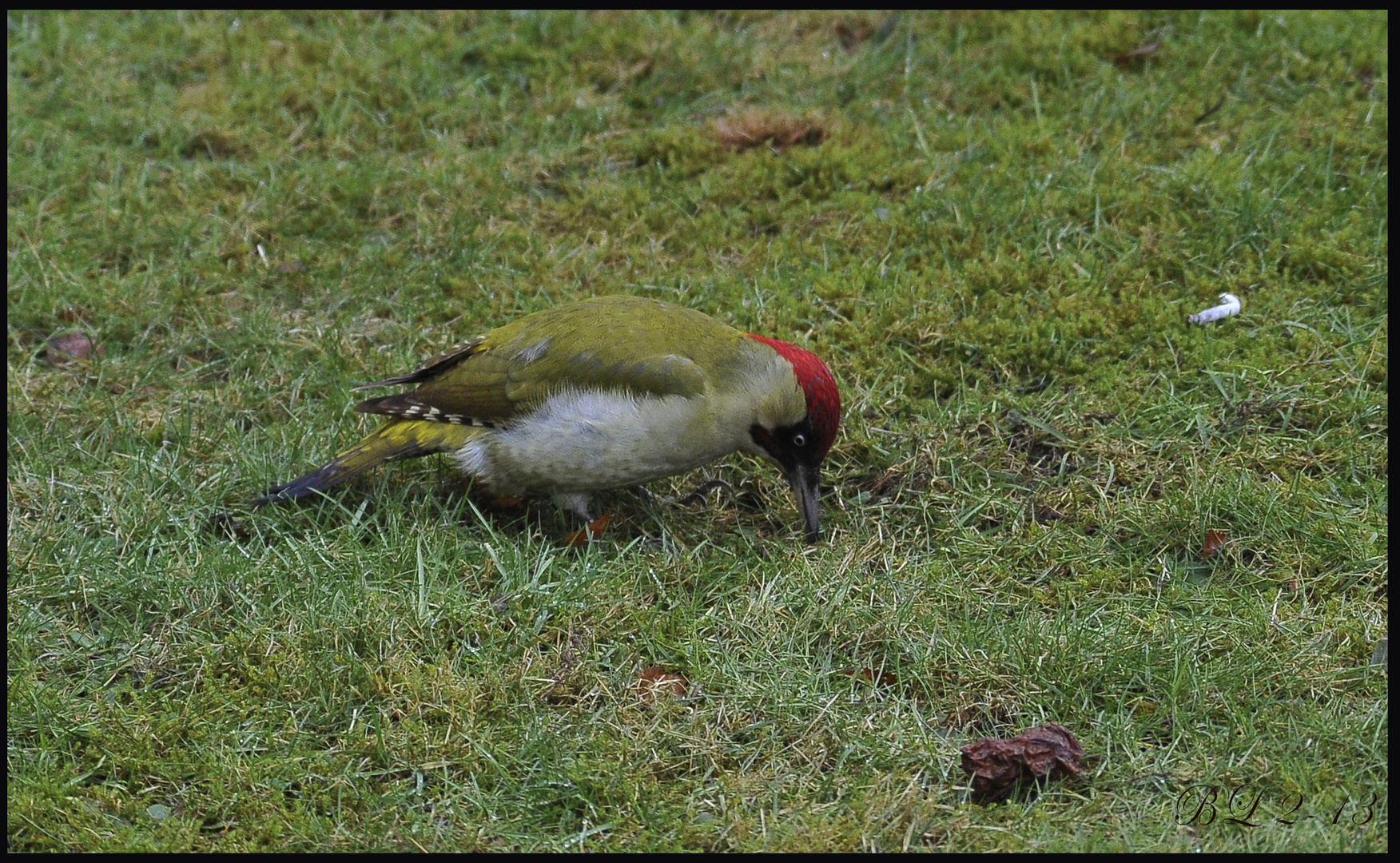 Grünspecht bei der Gartenarbeit....