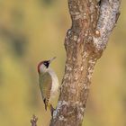 Grünspecht bei uns im Obstgarten