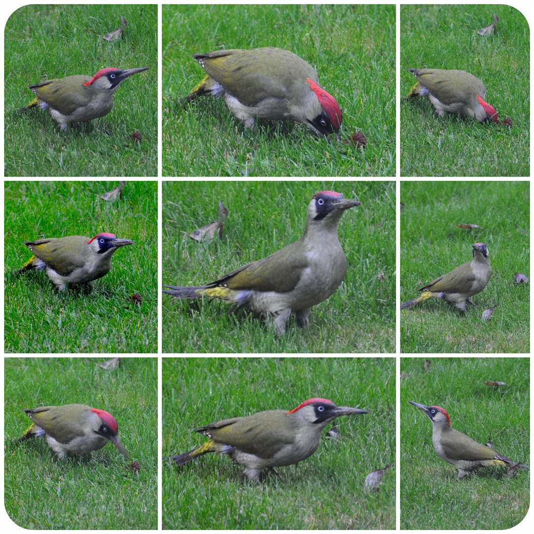 Grünspecht Besuch in unserem Garten