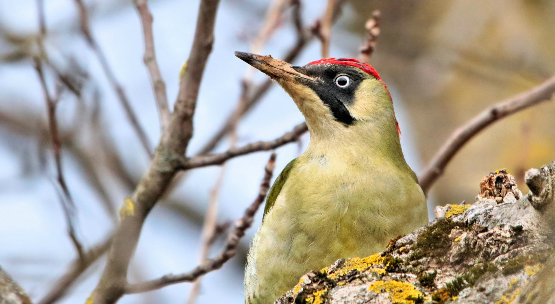 GRÜNSPECHT Foto & Bild natur, nahaufnahme, nähe Bilder auf