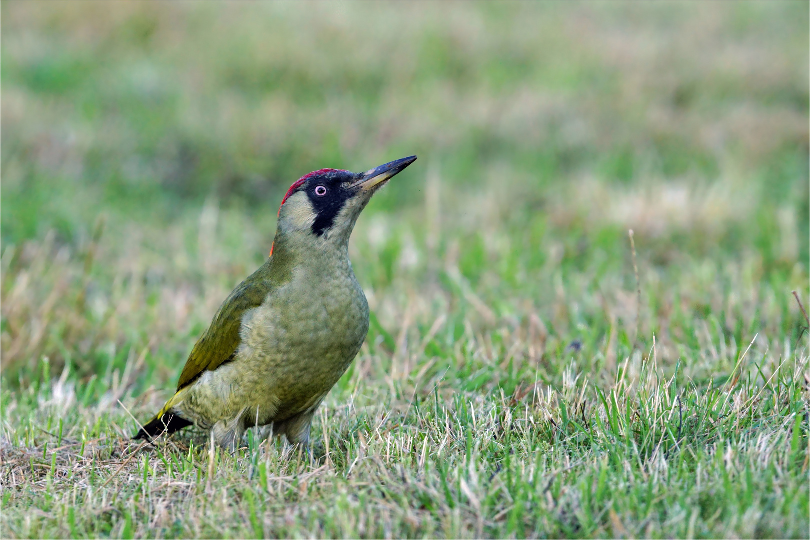 Grünspecht (Erdspecht ) - Picus viridis  auf einer Rasenfläche