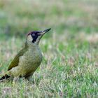 Grünspecht (Erdspecht ) - Picus viridis  auf einer Rasenfläche